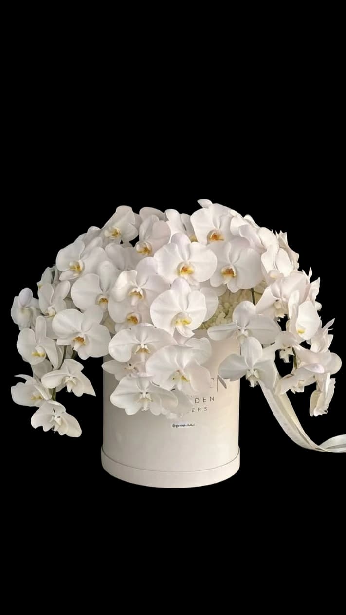 White phalaenopsis orchids arranged in a round lined hat box